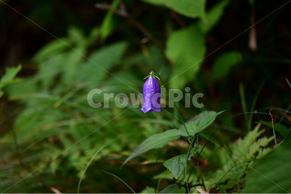 금강초롱꽃,야생화,식물,자연,꽃,생태,힐링,플라워,wildflower,flower,plants,nature,season,감성,느낌,emotion,feeling,여름,여러해살이풀,초롱꽃과,금강초록꽃속,자주색,식물,자연,plants,nature,꽃,flower