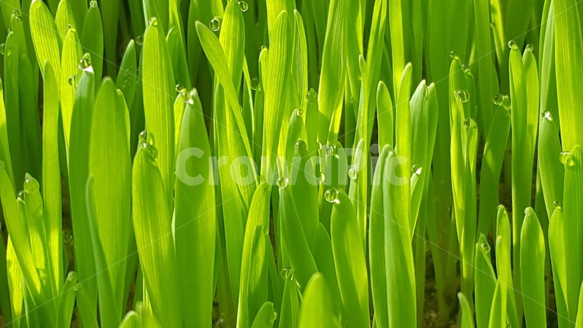 새싹보리,보리새싹키우기,barleysprout,sproutingbarley,이슬,dew