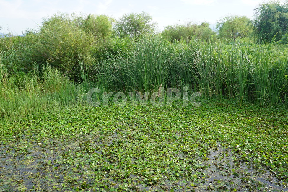 plant,식물,grass,잔디,물