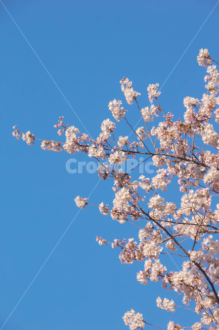 벚꽃,봄꽃,cherryblossom,봄분위기,spring,꽃