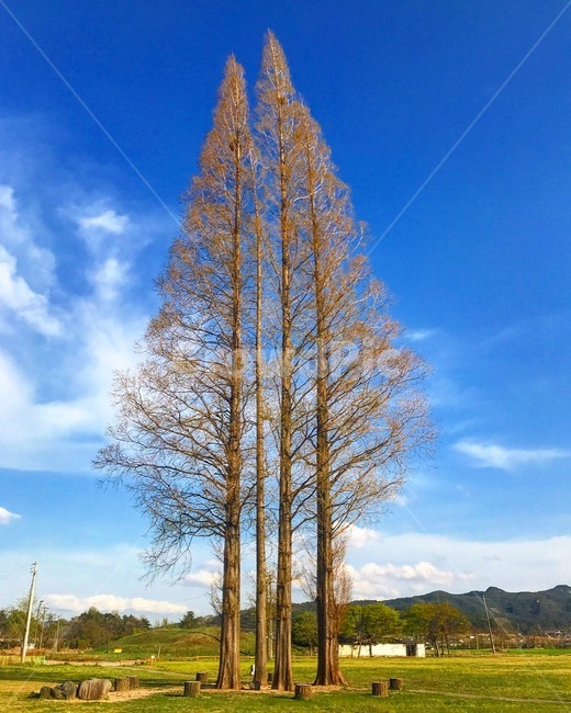 고요,나무,하늘,sky,휴식