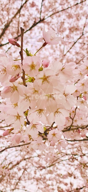 벚꽃,체리블라썸,cherryblossom,꽃잎,봄,flower,nature,spring,자연,감성,꽃,봄꽃,springtime,springflower,계절,season,식물,plants