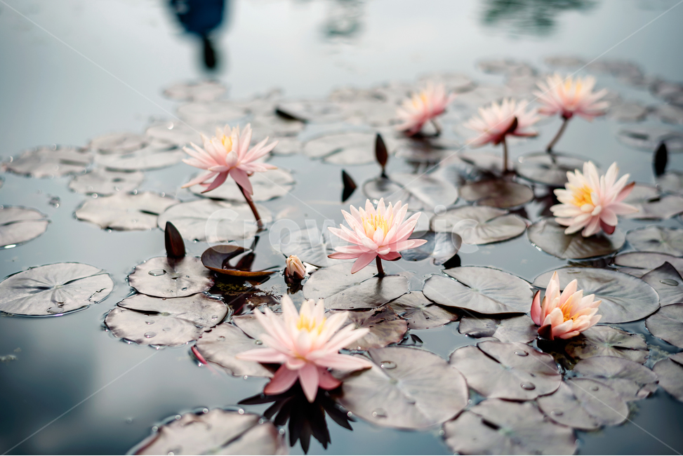 Reservoir,training,flower garden,Lotus,flower