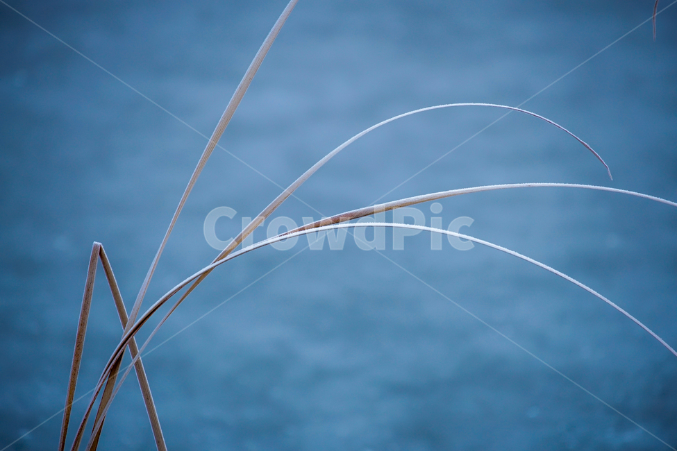 갈대,갈잎,겨울,계절,식물,공원,수변,식물,자연,plants,nature