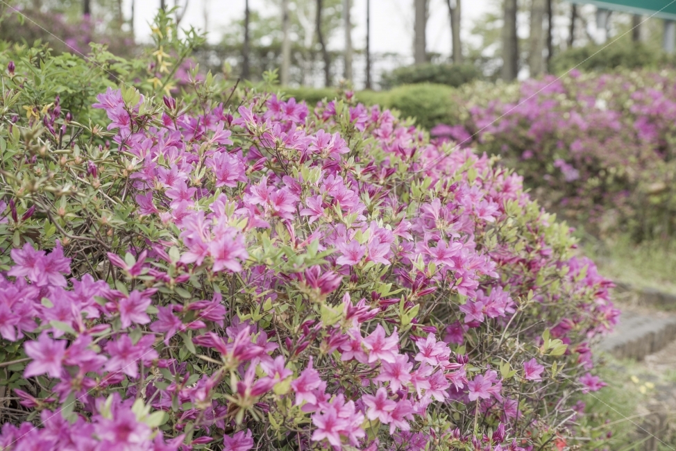 봄,봄꽃,풍경,철쭉,조경,식물,자연,plants,nature,꽃,flower