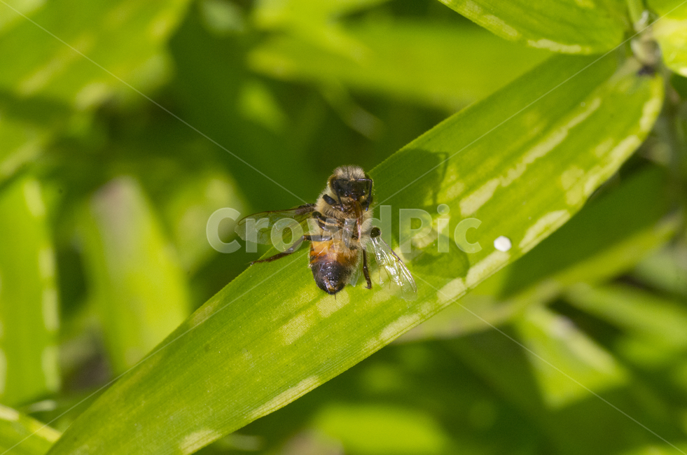 꿀벌,꿀벌사체,나뭇잎,곤충,벌레,가을곤충,여름곤충,곤충,벌레,insect,bug