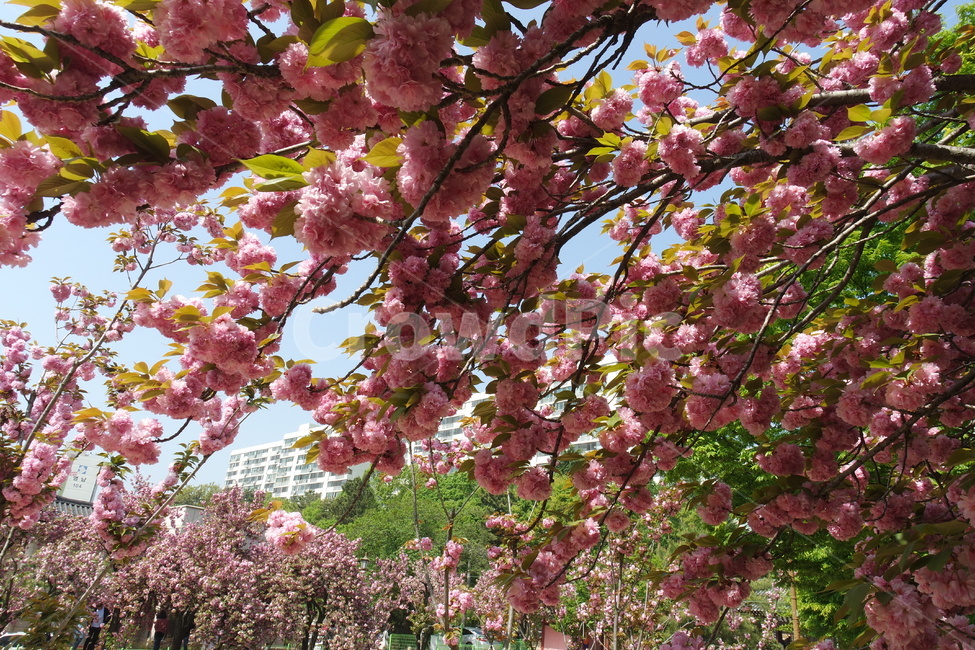 겹벚꽃,벚꽃,왕벚꽃,봄,꽃,봄꽃,봄,계절,spring,season,plant,식물,blossom,flower
