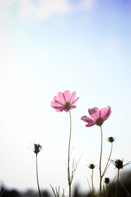 코스모스,여름,꽃,예쁜코스모스,하늘,가을,계절,fall,autumn,season,식물,자연,plants,nature,꽃,flower,plant,daisies,데이지,blossom,daisy