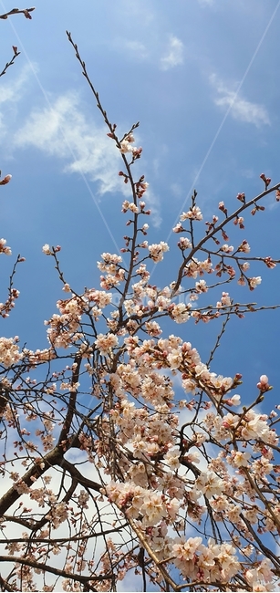 식물,꽃,flower,나무,나뭇가지,꽃봉오리