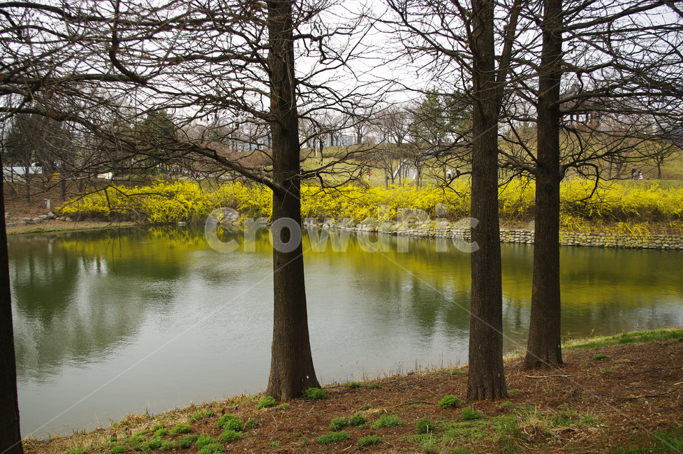 나무,공원,식물,plant,봄,spring,계절,호수,봄,계절,spring,season,자연,풍경,nature,landscape,tree,tree trunk,나무 줄기