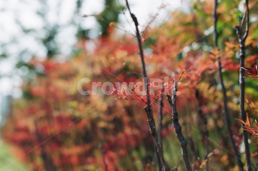 photography,공원,가을,나무,감성,단풍,monotone,fall,필름카메라,따뜻함,쌀쌀함,자연풍경,스냅,snap,모노톤,pilm,자연,자연사진,가을,계절,fall,autumn,season,식물,자연,plants,nature,감성,sensible,feeling,leaf,잎,plant,tree,maple
