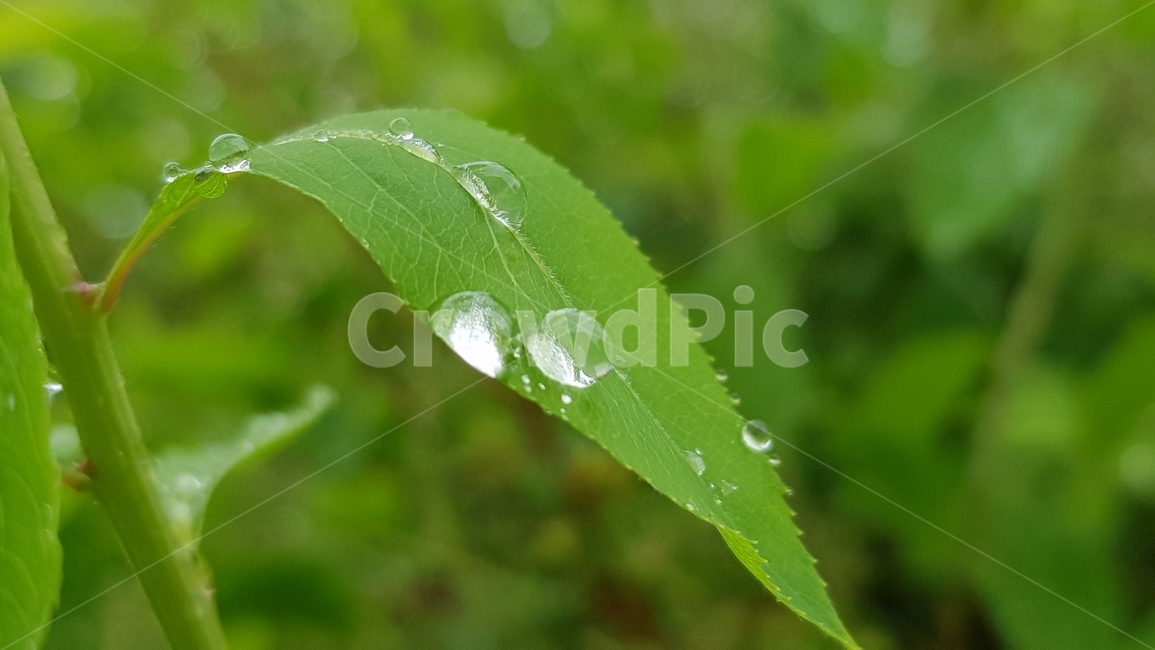 작은물방울,식물,plant,잎,이슬,dew,자연,natual,green,초록색,촉촉한,물방울,식물,자연,plants,nature