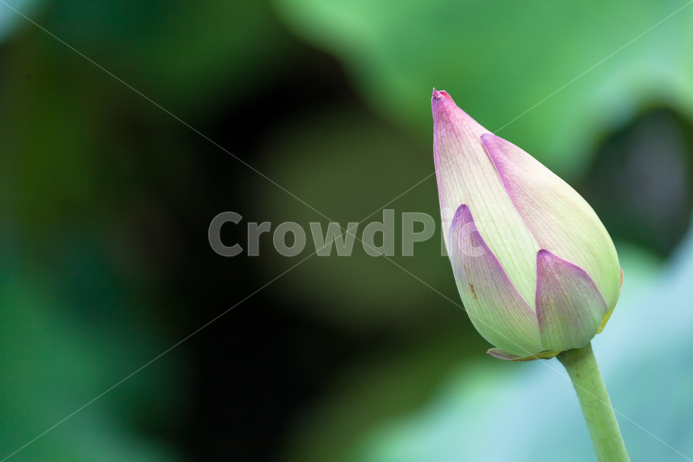 연꽃,불교,여름,식물,정원,꽃잎,꽃,식물,자연,plants,nature,꽃,flower