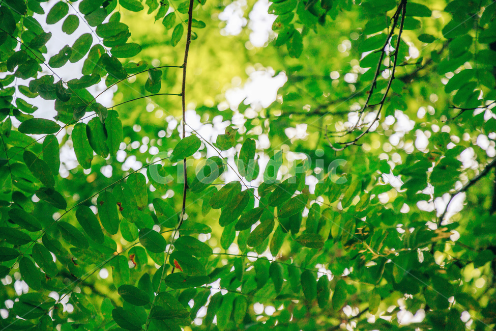 나무,나뭇잎,아카시아,아카시아나무,풀잎,초록,햇살,싱그러운,tree,green,leaf,식물,자연,plants,nature