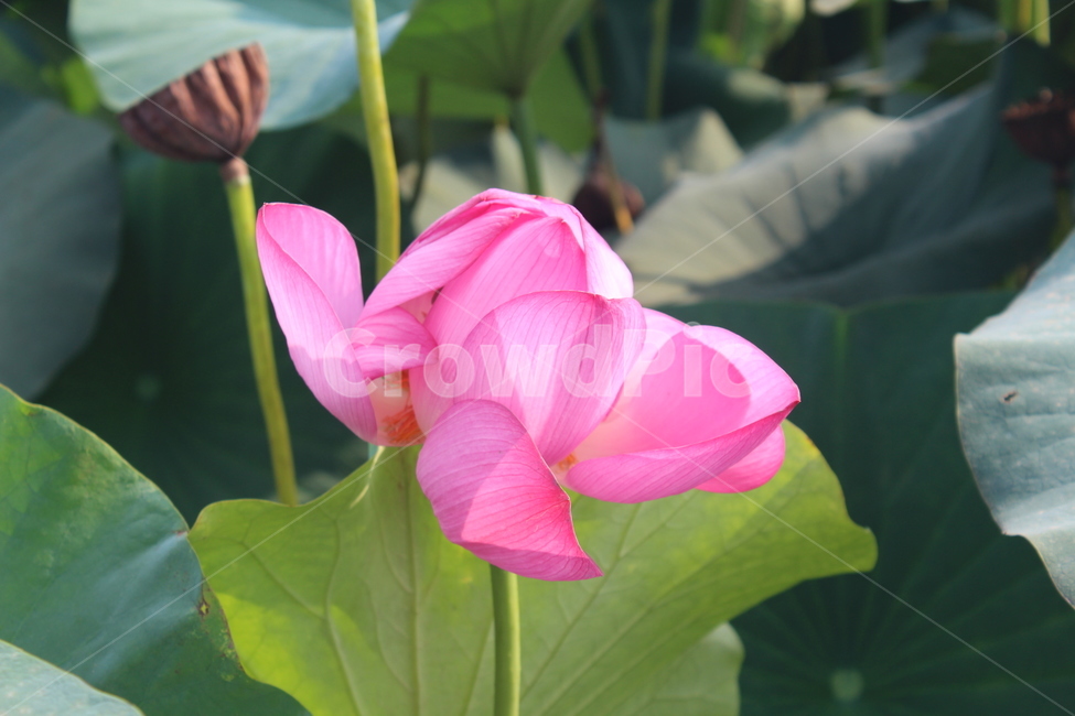 plant,flower,꽃,식물,연꽃