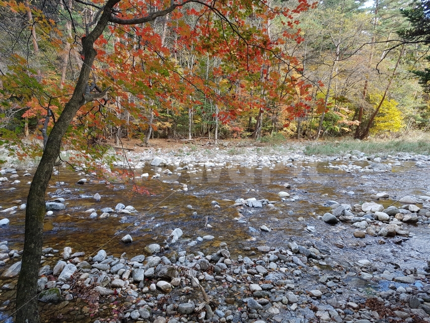 물,낙엽,강,나무,돌,가을,계절,fall,autumn,season,자연,풍경,nature,landscape,한국자연풍경,한국자연경관,korea nature landscape,leaf,잎,plant,식물,tree,ground,바닥