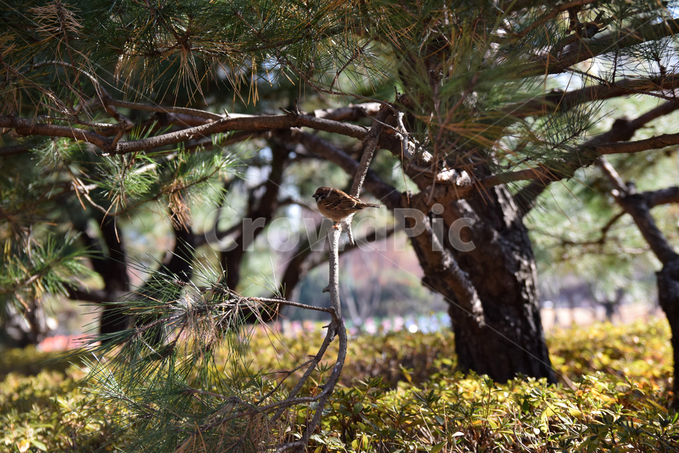참새,새,소나무,소나무가지,sparrow,앉아있는,pinetree