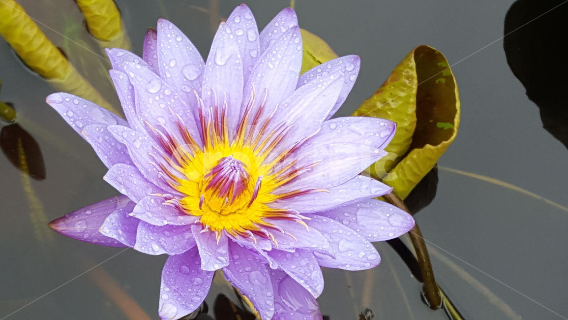 plant,식물,blossom,꽃,flower,연꽃,수련