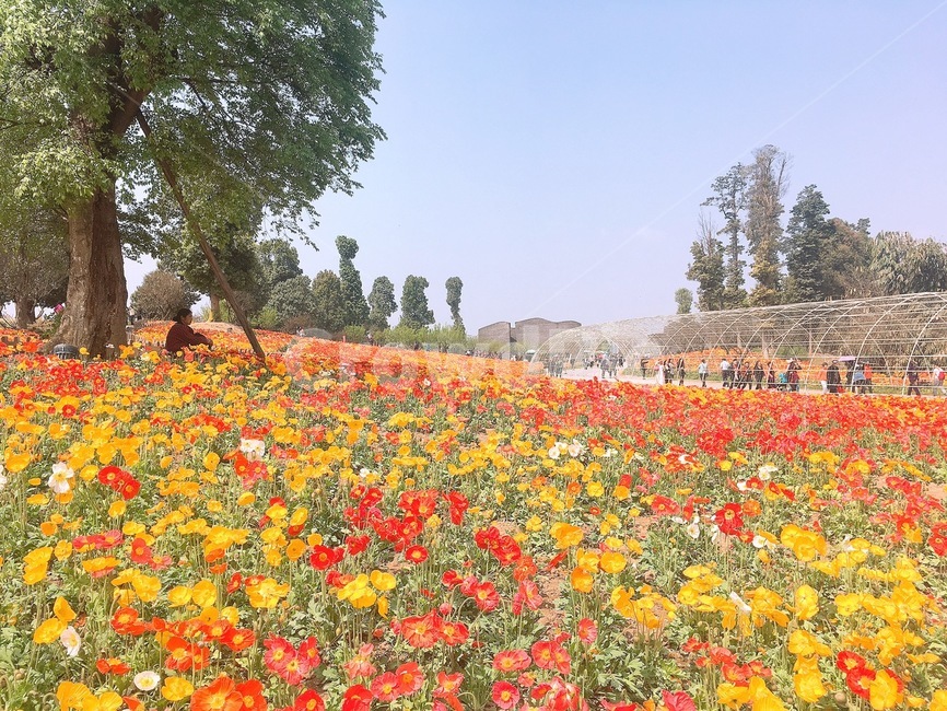 들,꽃,꽃밭,자연,힐링,식물,자연,plants,nature,꽃,flower