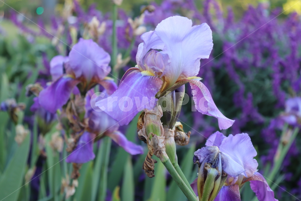 blossom,flower,꽃,iris,plant,식물