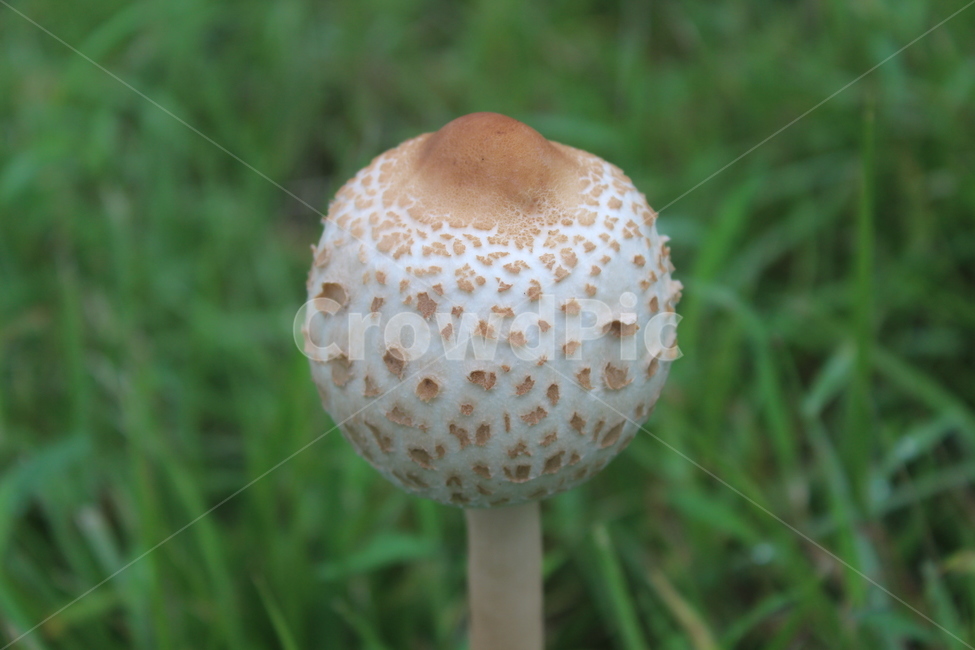 버섯,mushroom,식물,plant,fungus,식물,자연,plants,nature,버섯,mushroom