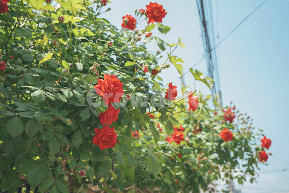 장미,rose,꽃,flower,풍경사진,landscape,감성,휴식,힐링,emotion,초록색,빨간색,하늘,길,식물,자연,plants,nature,꽃,flower