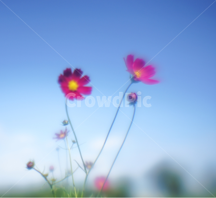 가을,꽃,야생,코스모스,식물,자연,가을,계절,fall,autumn,season,식물,자연,plants,nature,꽃,flower,plant,petal,꽃잎,blossom
