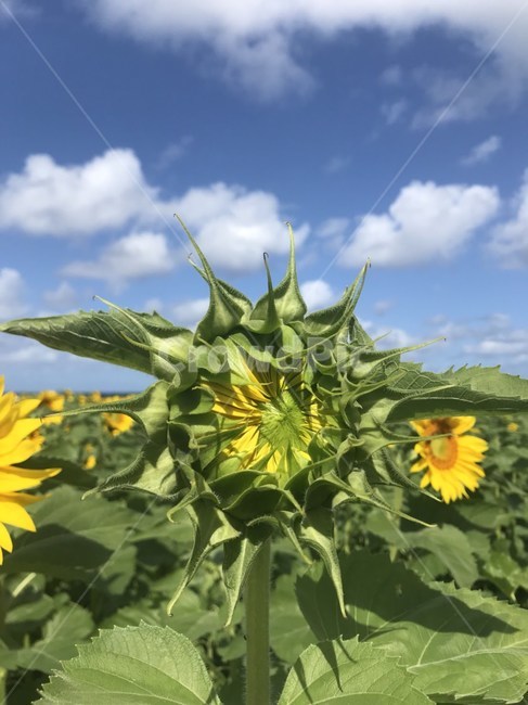 plant,식물,blossom,꽃,sunflower,해바라기,안핀,자연,nature,노란,yellow,해외
