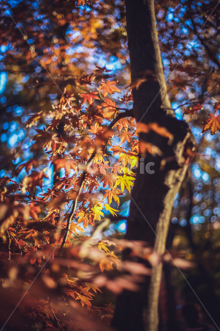 단풍,단풍잎,붉은색,따뜻한,감성,나무,나뭇잎,가을,가을,계절,fall,autumn,season,plant,식물,leaf,잎,tree