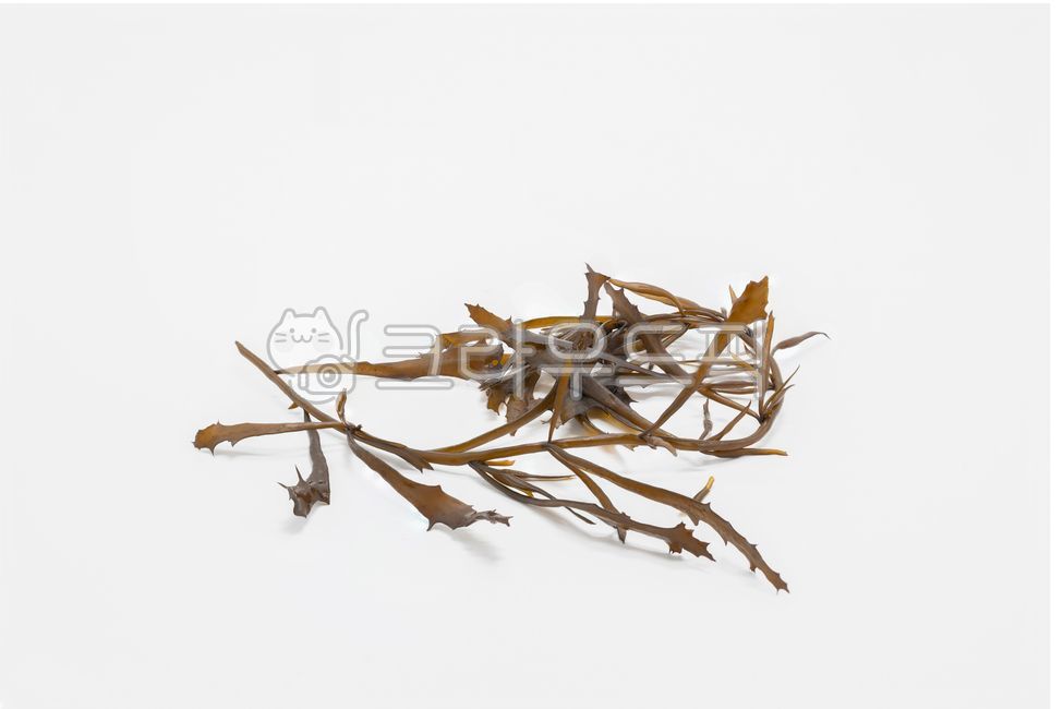 톳나물,바다,해조,seaweedfusiforme,톳,나물,음식,식자재