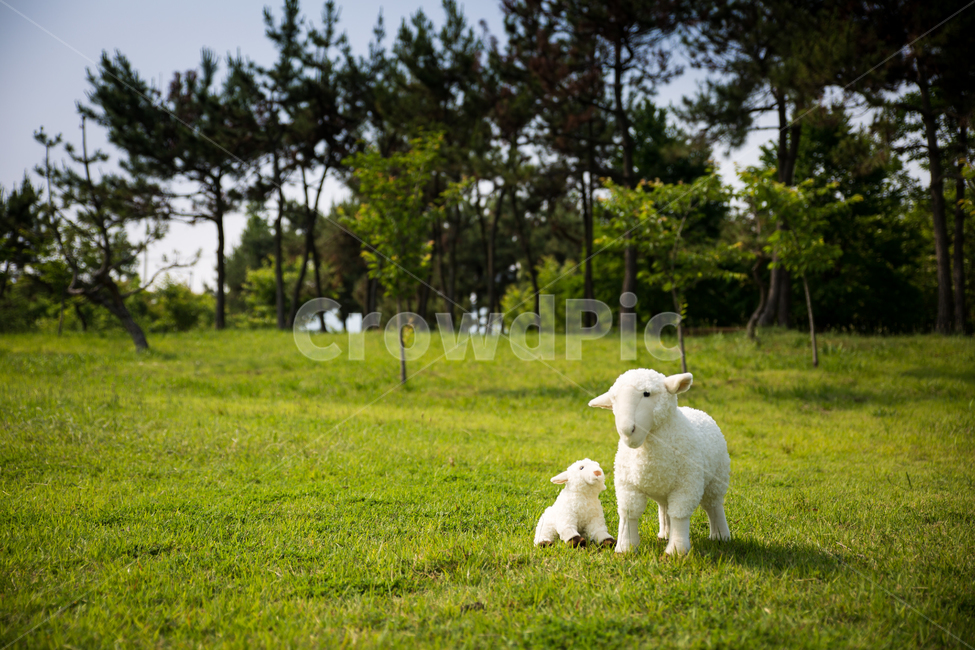 양,목양,푸른초장,초장,초원,풀밭,잔디,목축업,목장,livestock farming,ranching,pasture,사물,물건,오브젝트,thing,object,matter