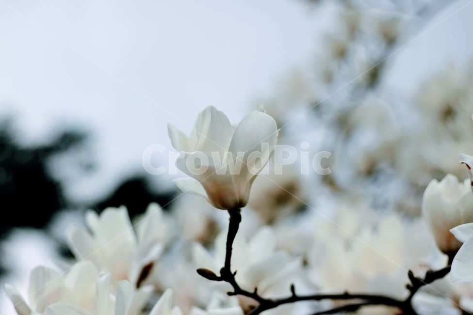 spring flowers,magnolia,white flower,magnolia tree,white magnolia