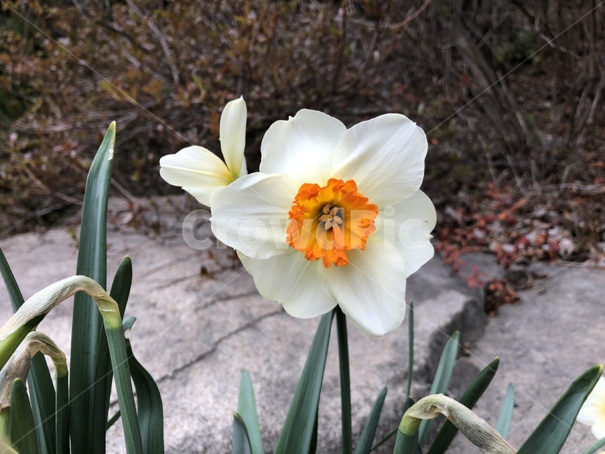 봄,꽃,흰꽃,flower,흰색