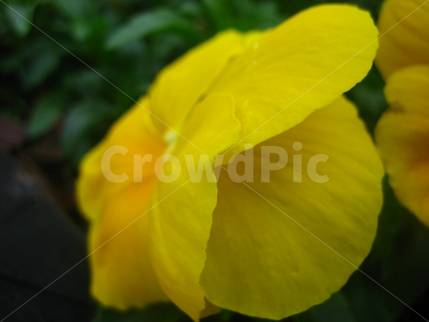 꽃,꽃잎,노랑,숲,식물,조지아,타이비아일랜드,식물,자연,plants,nature,꽃,flower