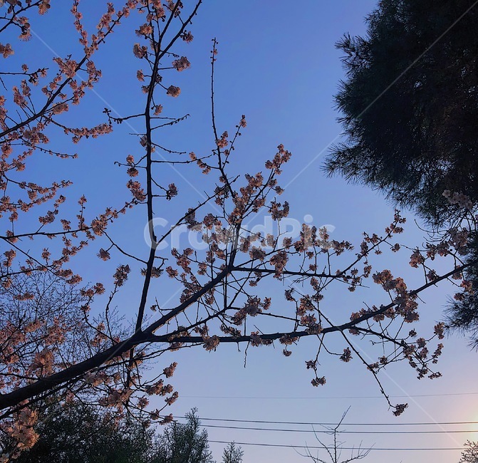 벛꽃,저녁,노을,꽃,하늘,봄
