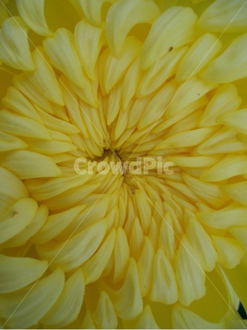 꽃,flower,국화,자연,식물,식물,자연,plants,nature,꽃,flower