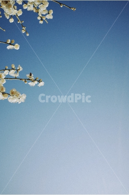 하늘,매화,봄,꽃,자연,봄,계절,spring,season,식물,자연,plants,nature,꽃,flower,감성,sensible,feeling,plant,blossom