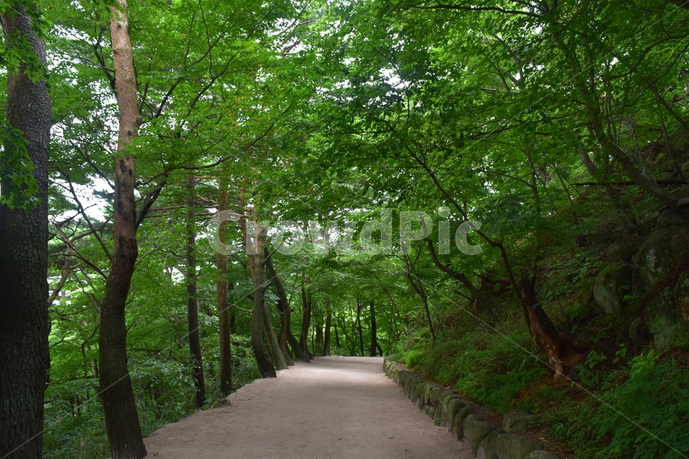 숲길,흙길,산책로,나무,숲,산,산길,초록,녹색,연두색,산림욕장,석굴암,고요함,자연,풍경,nature,landscape