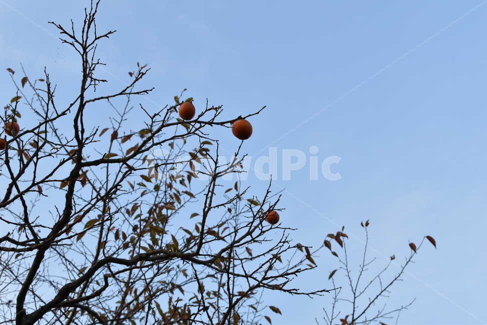 감,나무,하늘,가을,과일,가을,계절,fall,autumn,season,plant,식물,bird,새,animal,동물,food,음식,fruit,persimmon