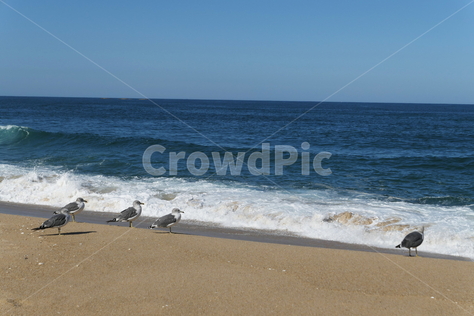 새,동물,animal,seagull,gull,바다,모래,하늘,sky,sea,sand,갈매기,혼자,alone,파도,wave,그룹,group,해변,바다,beach,sea,동물,animal,조류,새,birds