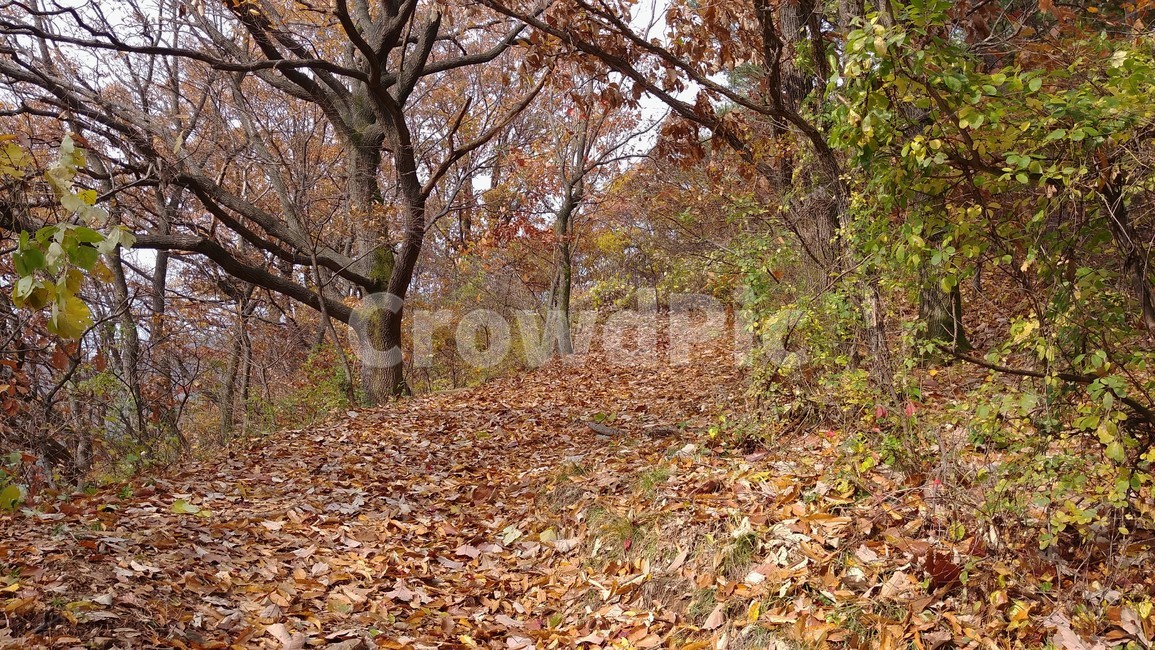 오솔길,가을오솔길,산책로,호젓함,고요함,가을정취,가을,가을풍경,가을,계절,fall,autumn,season,자연,풍경,nature,landscape,ground,바닥,tree,나무,plant,식물,tree trunk,나무 줄기
