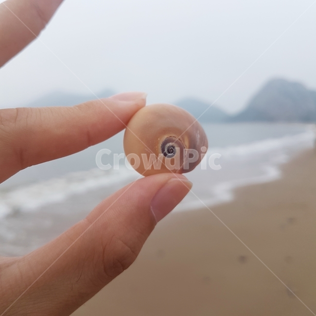 해변,조개,여름,바다,귀여운,모래해변,소라,이미지,모래