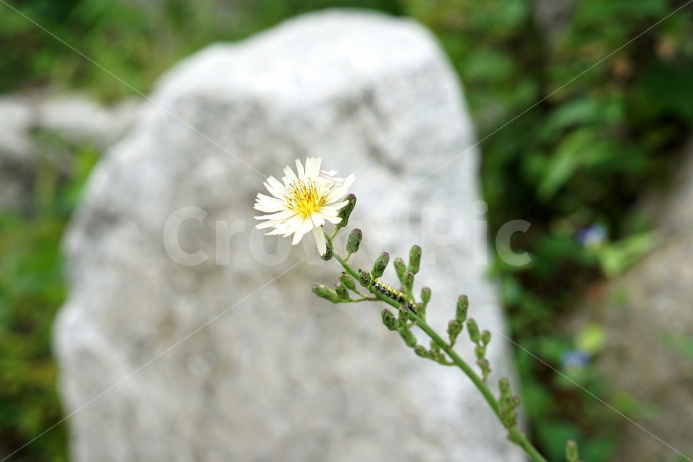 꽃,들꽃,식물,풀,꽃사진,여행,flower,field,plant,bug,trip,travel,travelling,배경,배경사진,풍경사진,평화로운,분위기,차분한,차분함,평화로움,scene,ambience,atmosphere,calm,peaceful,tranquil,still,background,식물,자연,plants,nature,꽃,flower
