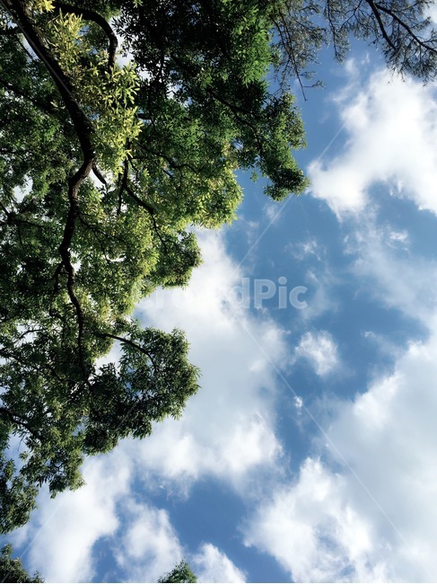 여름,하늘,구름,나무,자연,맑음,자연,풍경,nature,landscape,tree,plant,식물,vegetation,초목