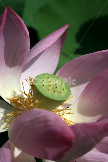 연꽃,연잎,식물,flower,plants,nature,꽃,꽃봉오리,연못,식물,자연,plants,nature,꽃,flower