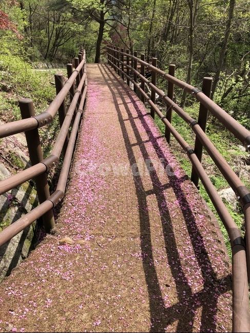 소백산,탐방로,꽃잎,등산,등반,하산,등산로