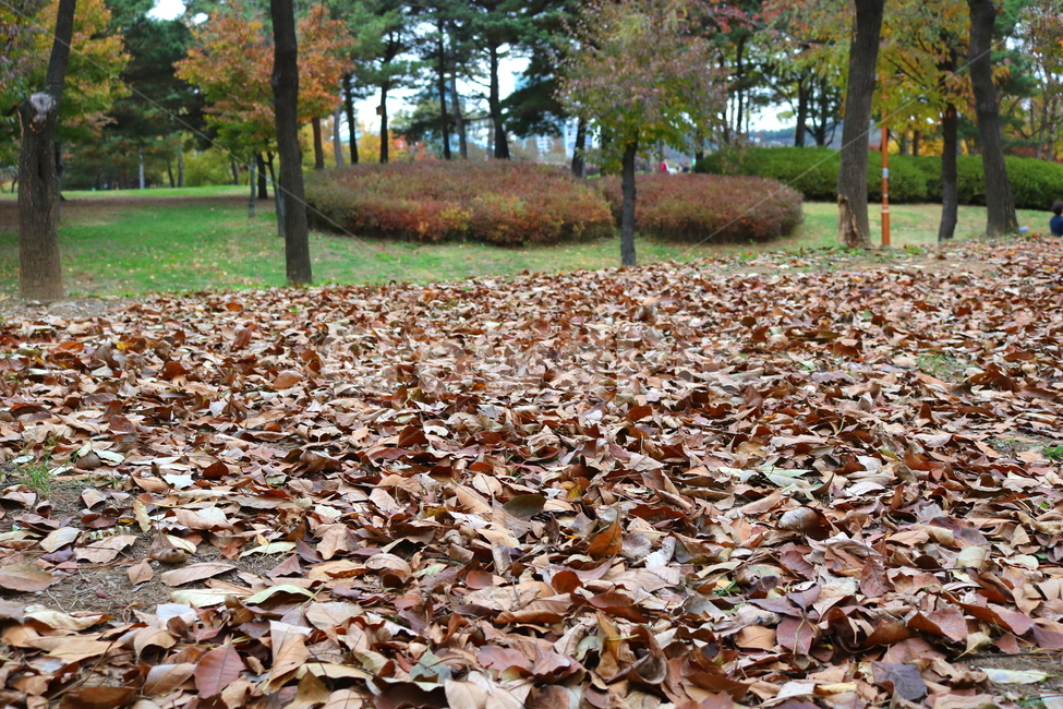 낙엽,단풍,나뭇잎,자연,가을,가을,계절,fall,autumn,season,plant,식물,leaf,잎,ground,바닥,tree,나무,tree trunk,나무 줄기