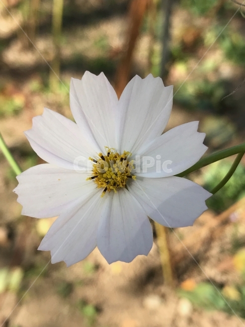 코스모스,하얀,화이트,활짝,가을,가을,계절,fall,autumn,season,식물,자연,plants,nature,꽃,flower,plant