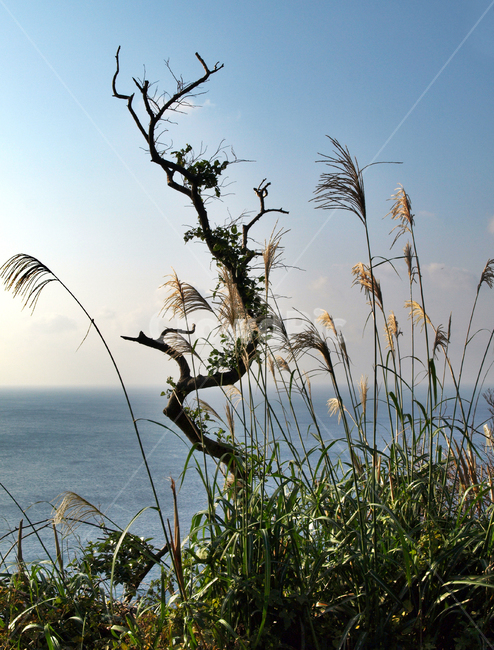 박수기정,서귀포시,올레9코스,올레,바다,제주,고사목,억새,식물,자연,plants,nature,나무,trees,wood