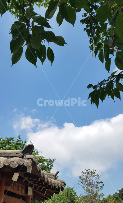 하늘,나무,구름,기와,기와집,자연,나뭇잎,잎,sky,tree,cloud,nature,leaf